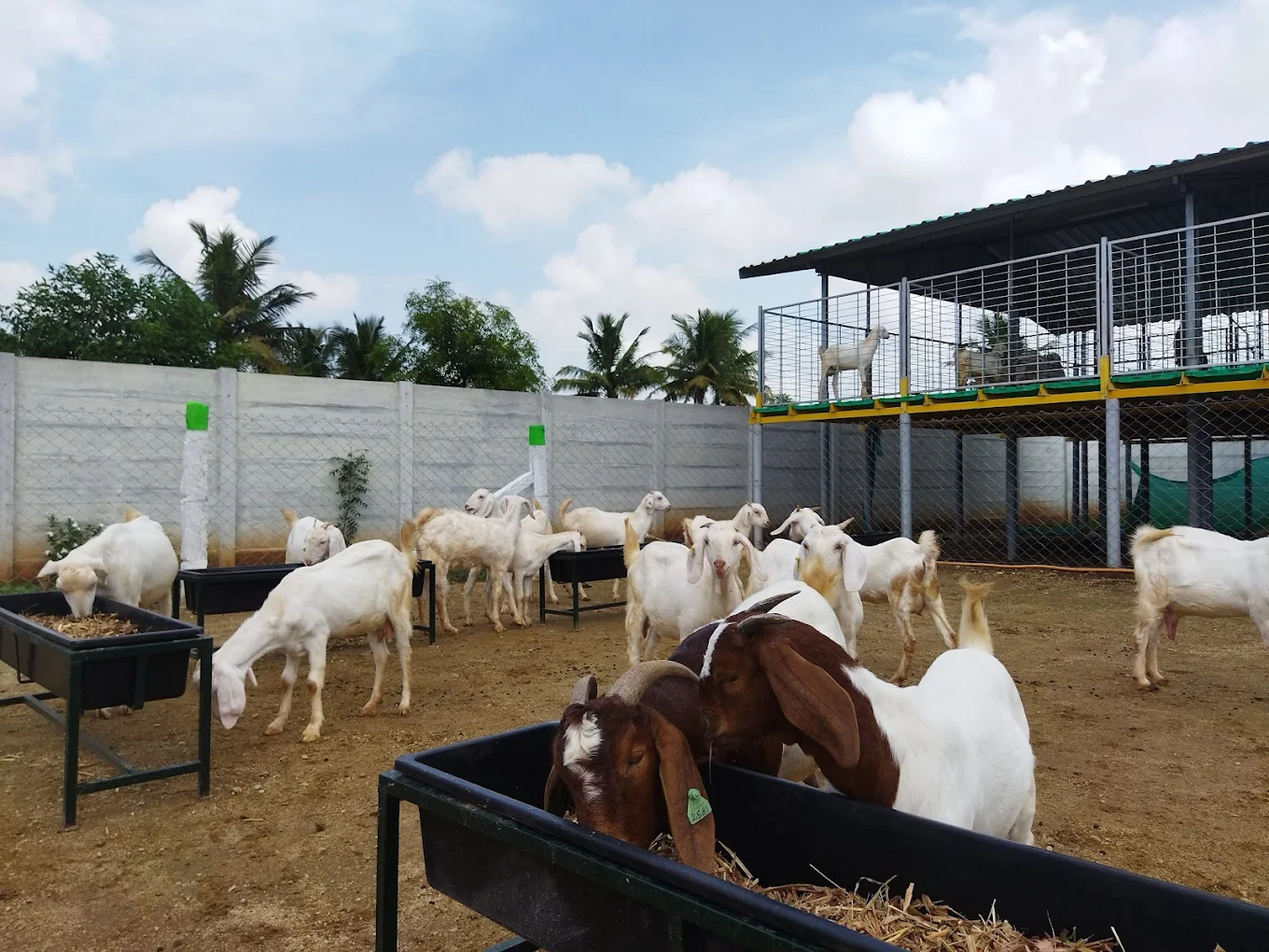 VGF Integrated Farm facility