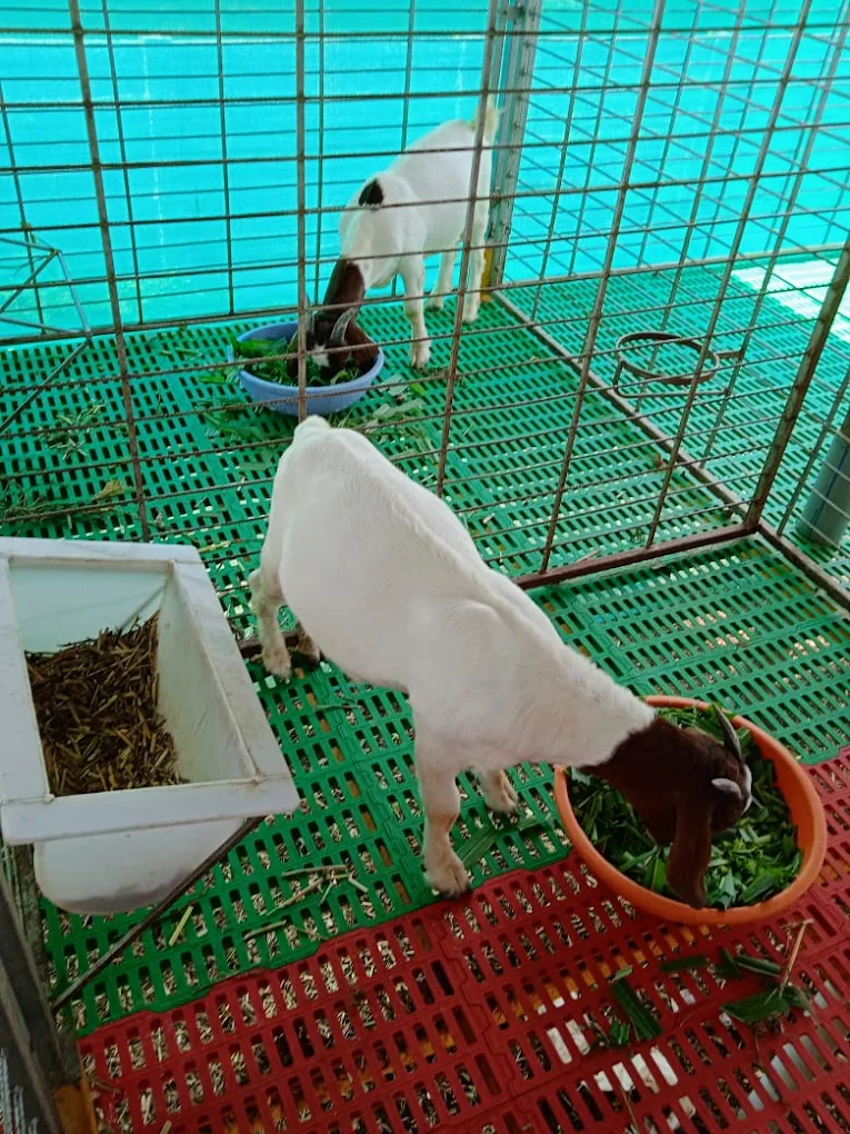 Integrated Farming