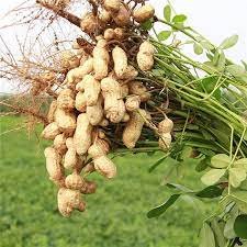 Premium nuts and oilseeds